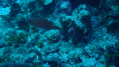 Cheilinus chlorourus