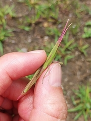 Acrida cinerea