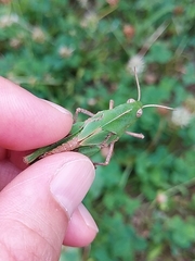 Oedaleus infernalis