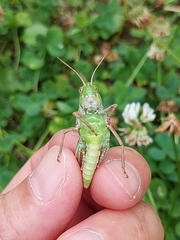 Oedaleus infernalis
