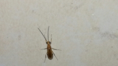 Ponerinae