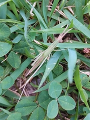 Acrida cinerea