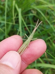 Acrida cinerea