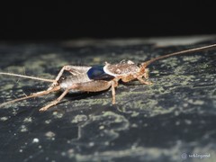 Ornebius infuscatus