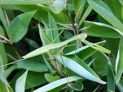Tenodera sinensis