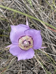 Calochortus macrocarpus