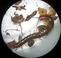 Scolopocryptops nigridius