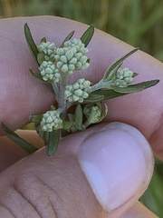 Eupatorium torreyanum