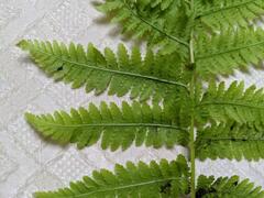 Dryopteris goldieana