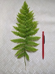 Dryopteris goldieana