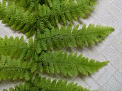 Dryopteris goldieana
