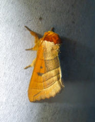 Datana major