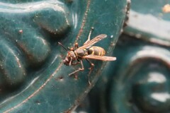 Polistes snelleni