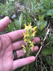 Pedicularis oederi