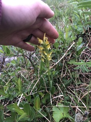Pedicularis oederi