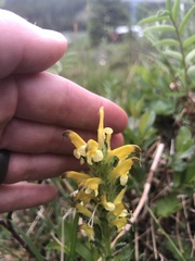 Pedicularis oederi