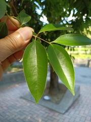 Cinnamomum cassia