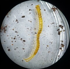 Scolopocryptops peregrinator