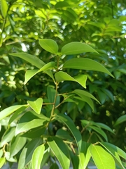 Cinnamomum cassia