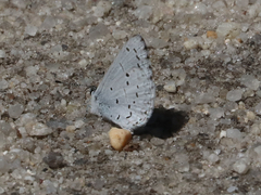 Celastrina idella