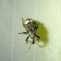 Conotrachelus albicinctus