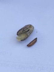 Amyelois transitella