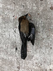 Quiscalus mexicanus