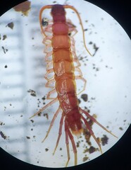 Zygethobius pontis