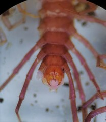 Zygethobius pontis