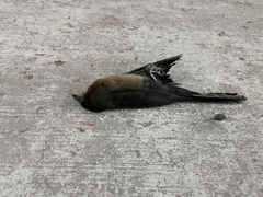 Quiscalus mexicanus