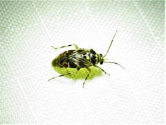 Tropidosteptes quercicola