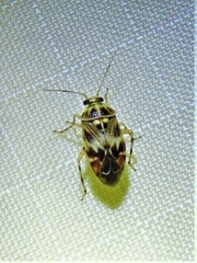 Tropidosteptes quercicola