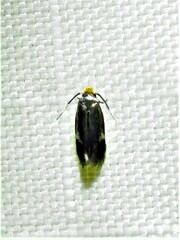 Stigmella resplendensella