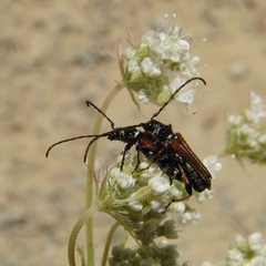 Stenopterus ater