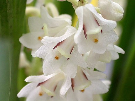 Bryobium hyacinthoides