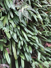 Bulbophyllum affine