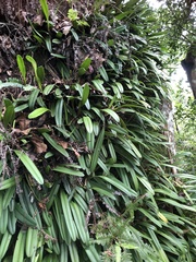 Bulbophyllum affine