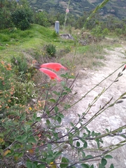 Salvia oppositiflora