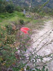 Salvia oppositiflora