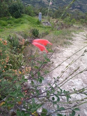 Salvia oppositiflora