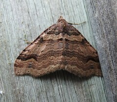 Austrocidaria parora
