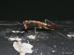 Odontomantis sinensis