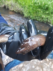 Synbranchus marmoratus