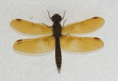 Perithemis domitia
