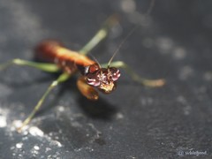 Odontomantis sinensis