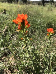 Castilleja glandulosa