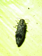 Agrilus lecontei