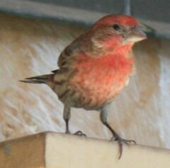 Haemorhous mexicanus