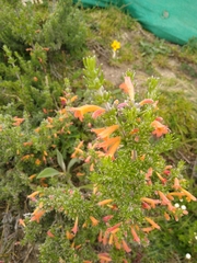 Clinopodium argenteum