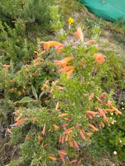 Clinopodium argenteum